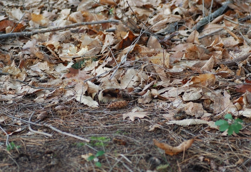 Sarcosphaera coronaria var. nivea